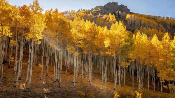 Golden aspen grove with white trunks on a hillside below a rocky mountain slope in Colorado during autumn